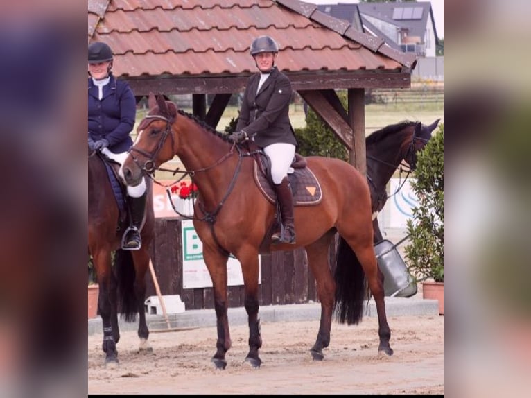 Westfale Stute 12 Jahre 169 cm Brauner in Bad Laer