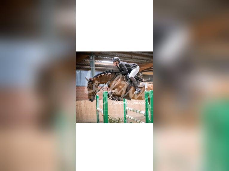 Westfale Stute 12 Jahre 169 cm Brauner in Bad Laer