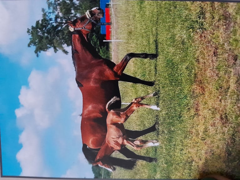 Westfale Stute 12 Jahre 169 cm Brauner in Bad Laer