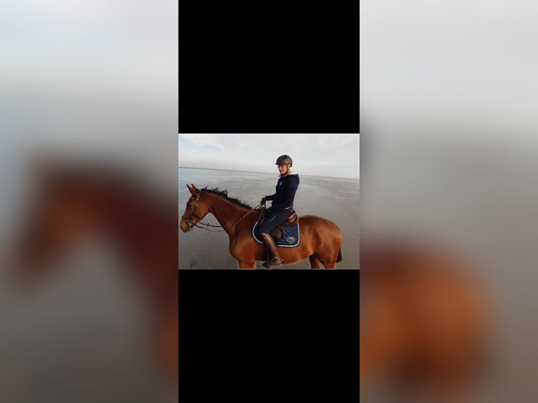 Westfale Stute 12 Jahre 169 cm Brauner in Bad Laer