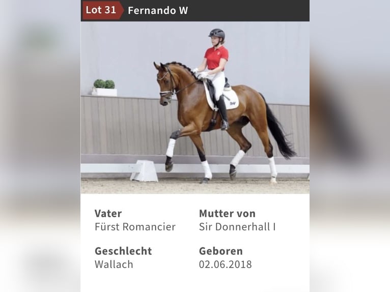 Westfale Stute 12 Jahre 170 cm Brauner in Lippstadt