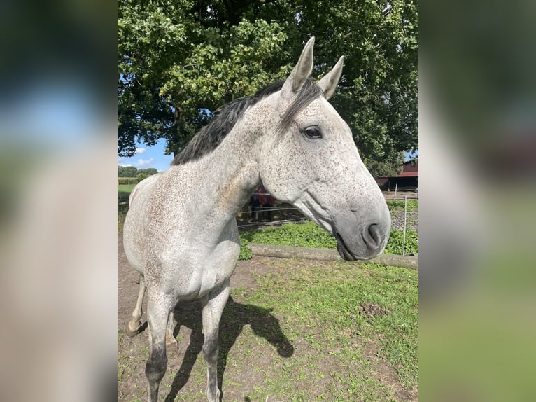 Westfale Stute 12 Jahre 170 cm Fliegenschimmel in Fürstenau