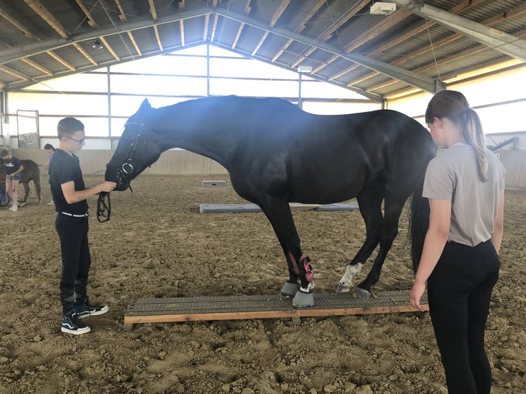 Westfale Stute 12 Jahre 170 cm Rappe in Sprockh&#xF6;vel