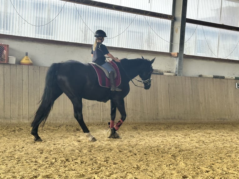 Westfale Stute 12 Jahre 170 cm Rappe in Sprockh&#xF6;vel
