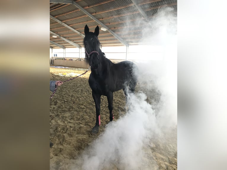 Westfale Stute 12 Jahre 170 cm Rappe in Sprockh&#xF6;vel