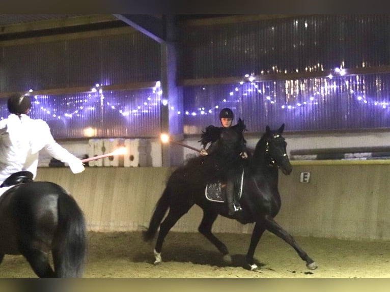 Westfale Stute 12 Jahre 170 cm Rappe in Sprockh&#xF6;vel