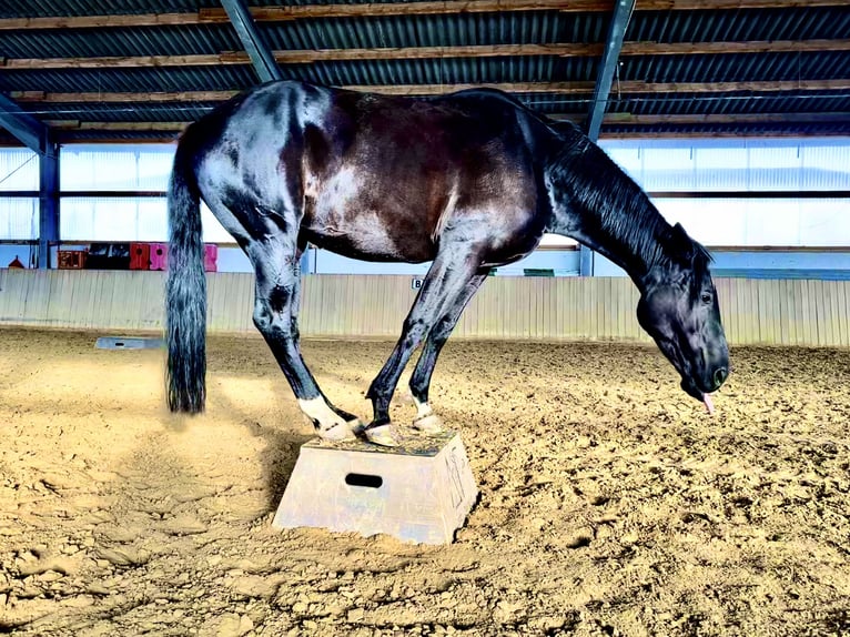 Westfale Stute 12 Jahre 170 cm Rappe in Sprockh&#xF6;vel