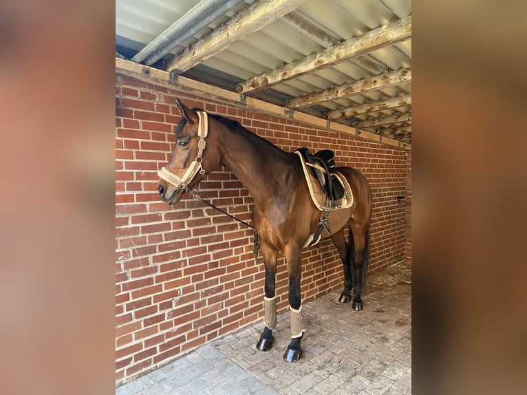 Westfale Stute 12 Jahre 172 cm Brauner in M&#xFC;nster