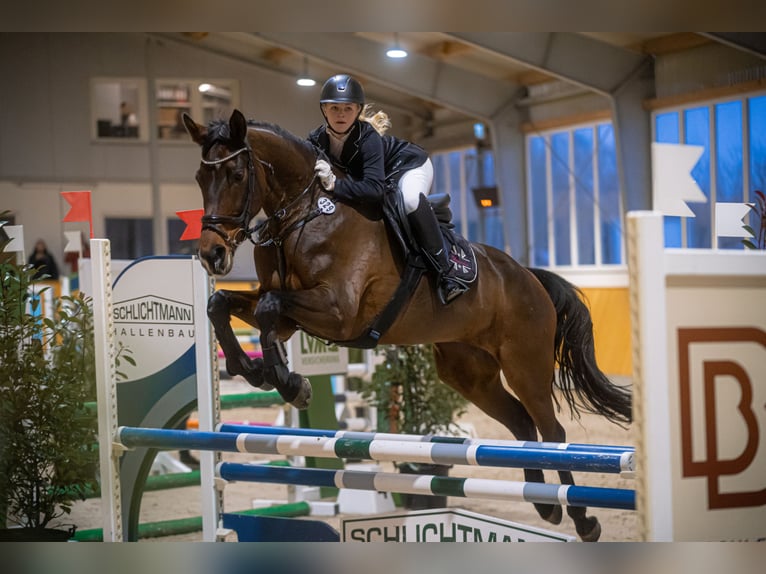 Westfale Stute 12 Jahre 172 cm Brauner in M&#xFC;nster