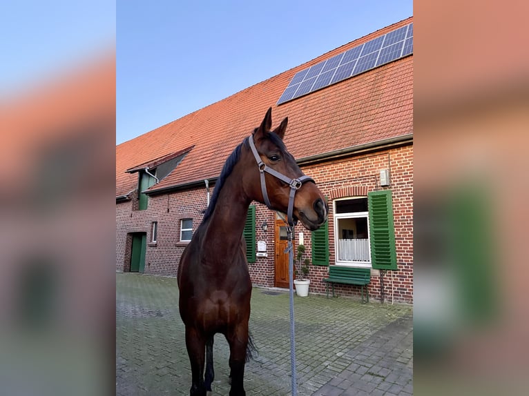 Westfale Stute 12 Jahre 172 cm Brauner in M&#xFC;nster