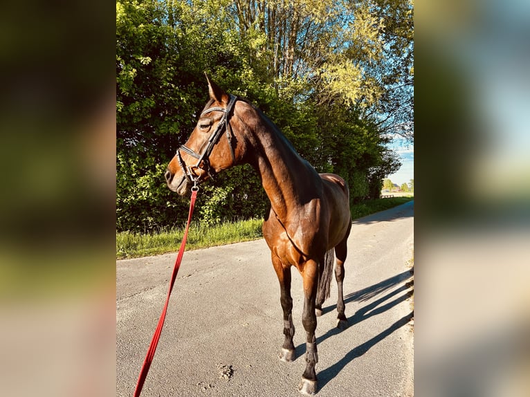 Westfale Stute 12 Jahre 172 cm Brauner in M&#xFC;nster