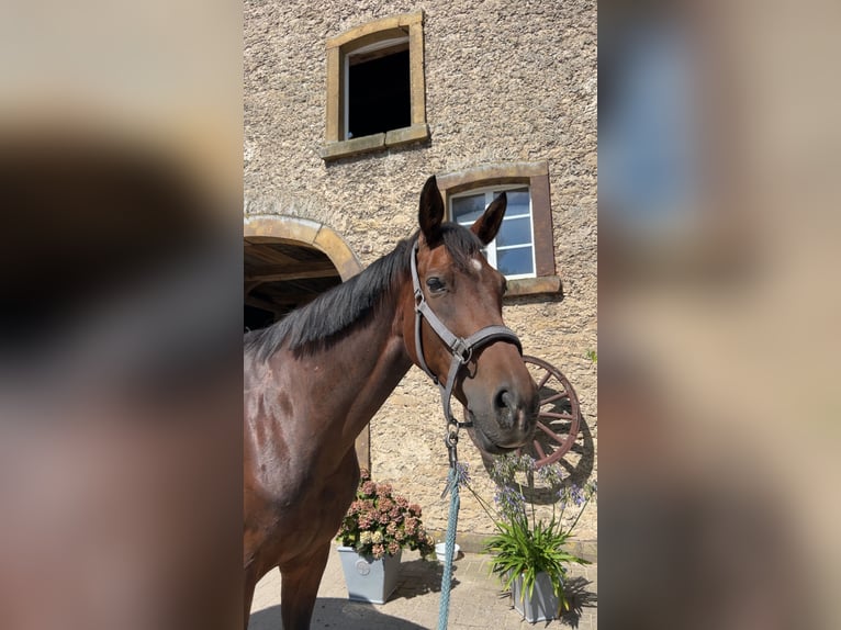 Westfale Stute 12 Jahre 172 cm Brauner in M&#xFC;nster