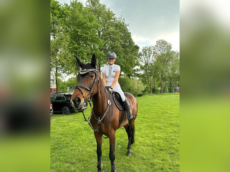 Westfale Stute 12 Jahre 172 cm Brauner in M&#xFC;nster