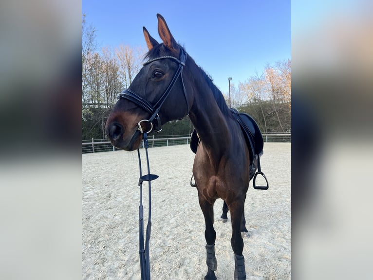 Westfale Stute 12 Jahre 172 cm Dunkelbrauner in RheineRheine