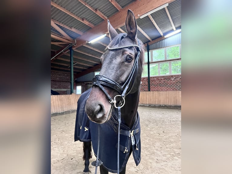 Westfale Stute 12 Jahre 172 cm Dunkelbrauner in RheineRheine