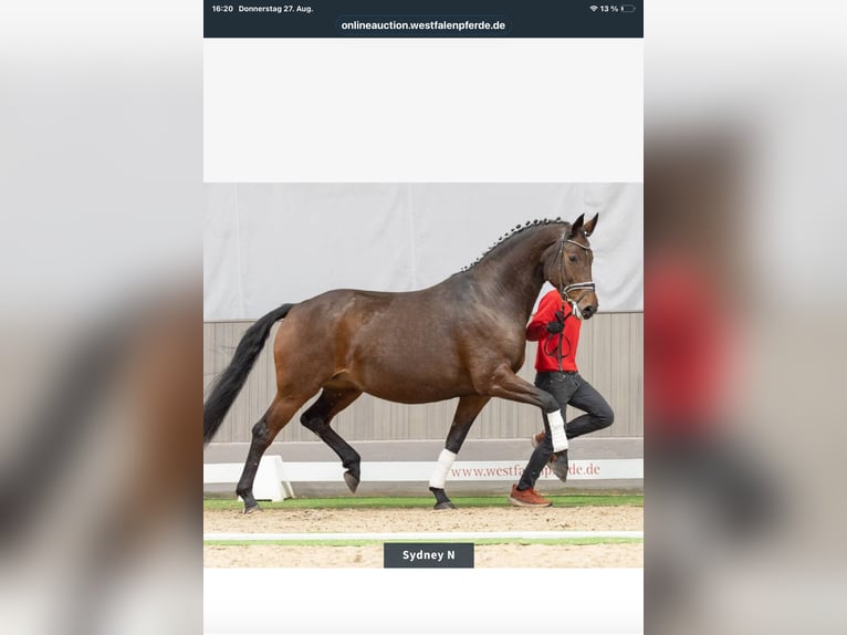 Westfale Stute 12 Jahre 172 cm Dunkelbrauner in Halver