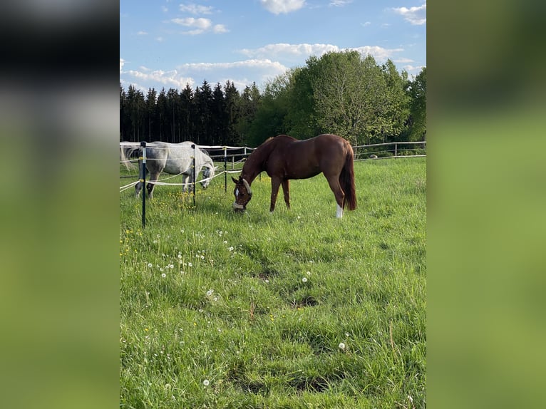Westfale Stute 12 Jahre 172 cm Fuchs in Niedereschach
