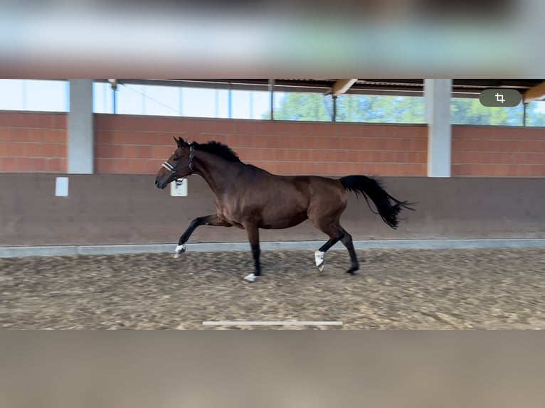 Westfale Stute 12 Jahre 173 cm Brauner in Langwedel