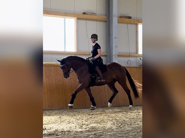 Westfale Stute 12 Jahre 173 cm Fuchs in Delbrück