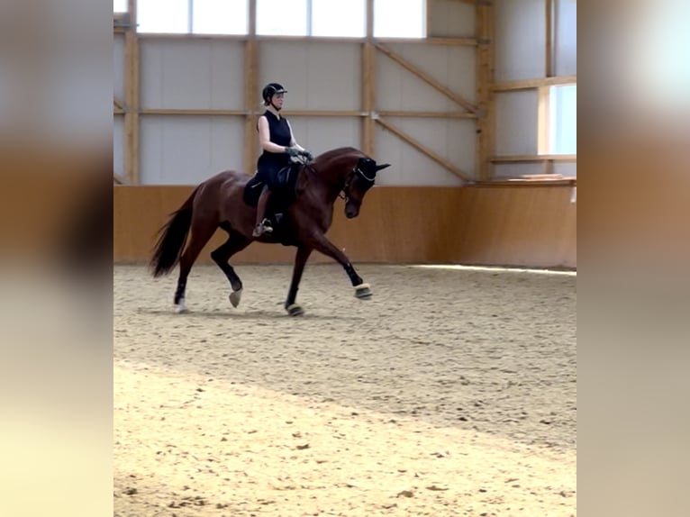 Westfale Stute 12 Jahre 173 cm Fuchs in Delbrück