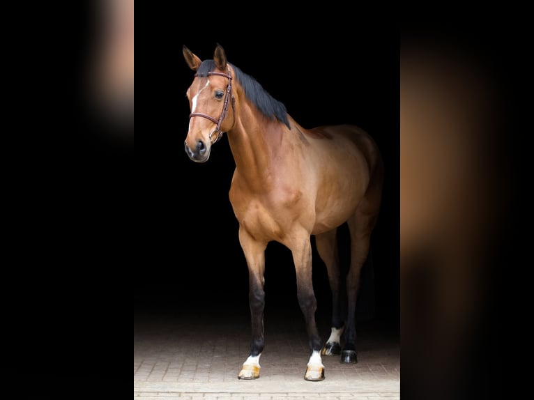 Westfale Stute 12 Jahre 173 cm Rotbrauner in Essingen Westfale Stute 12 Jahre 173 cm Rotbrauner in Essingen