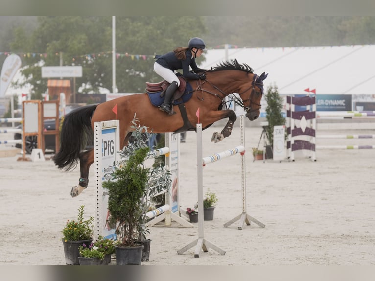 Westfale Stute 12 Jahre 173 cm Rotbrauner in Essingen Westfale Stute 12 Jahre 173 cm Rotbrauner in Essingen