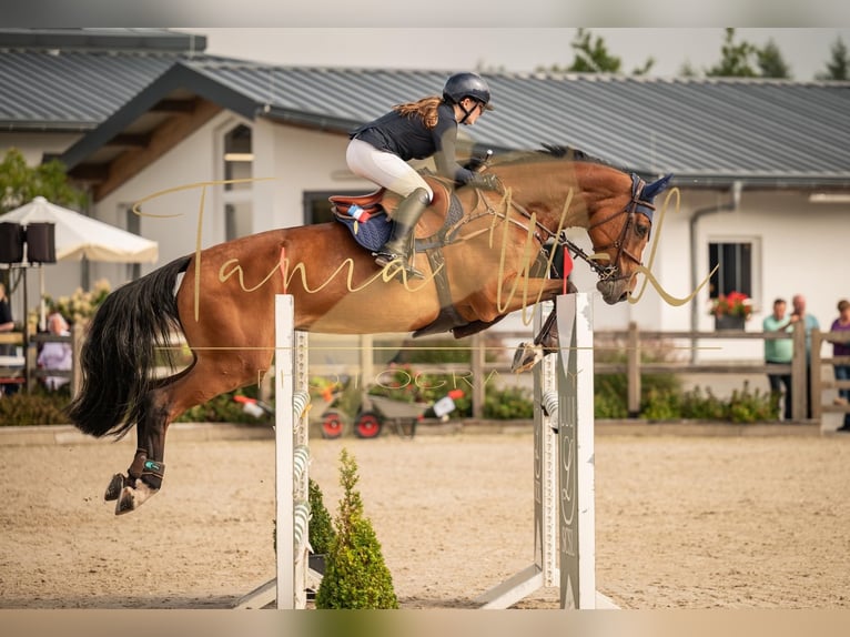 Westfale Stute 12 Jahre 173 cm Rotbrauner in Essingen Westfale Stute 12 Jahre 173 cm Rotbrauner in Essingen