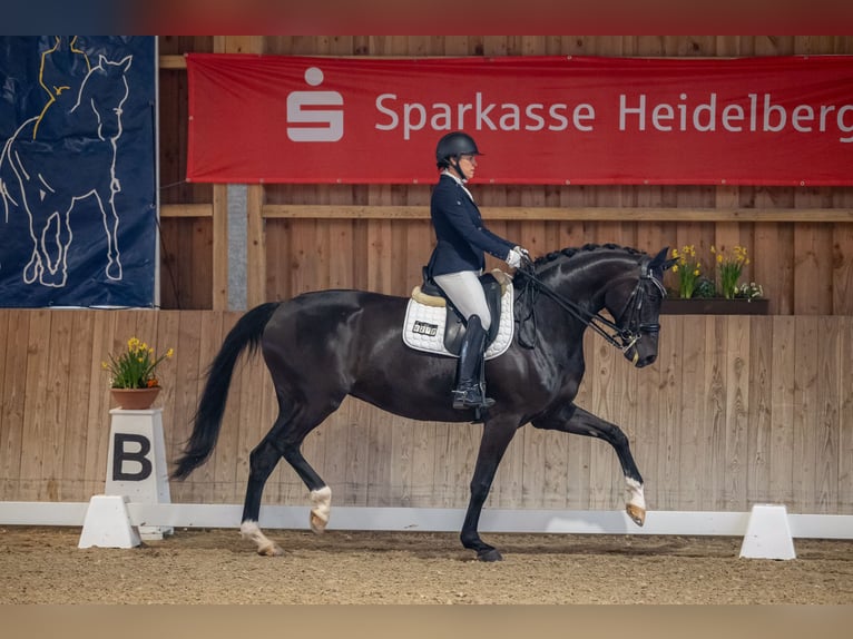 Westfale Stute 12 Jahre 174 cm Rappe in Heddesheim