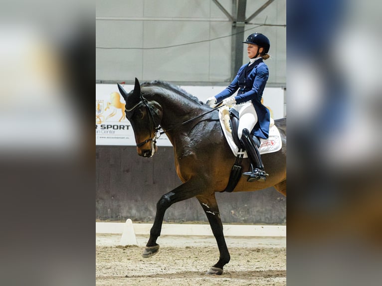 Westfale Stute 12 Jahre 175 cm Rotbrauner in &#x141;&#x119;ka