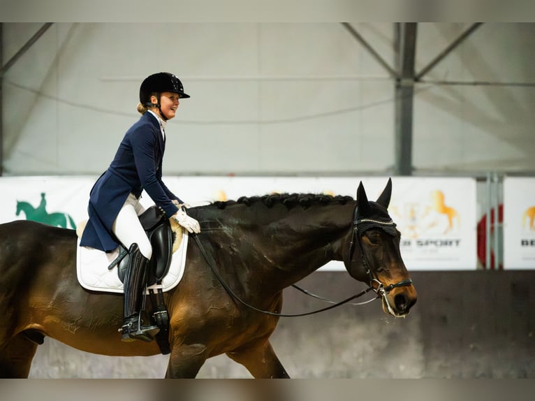 Westfale Stute 12 Jahre 175 cm Rotbrauner in &#x141;&#x119;ka