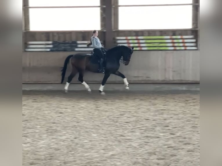 Westfale Stute 12 Jahre 177 cm Dunkelbrauner in Wernau