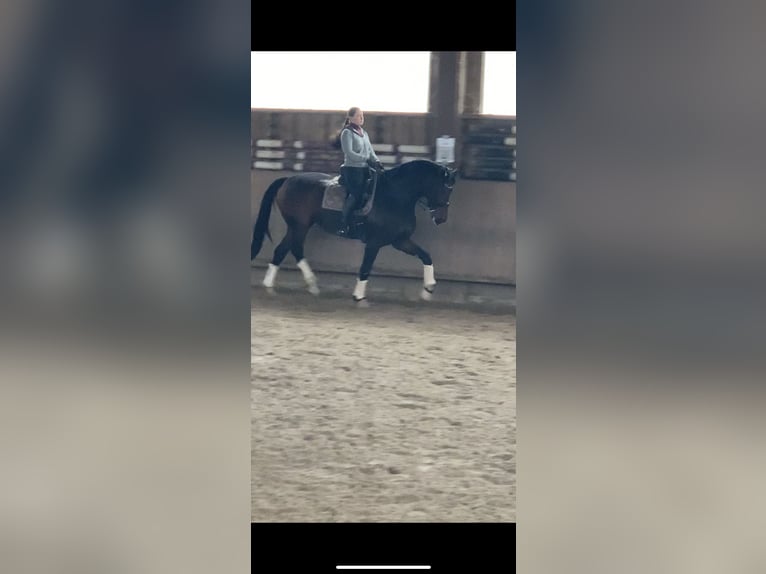 Westfale Stute 12 Jahre 177 cm Dunkelbrauner in Wernau