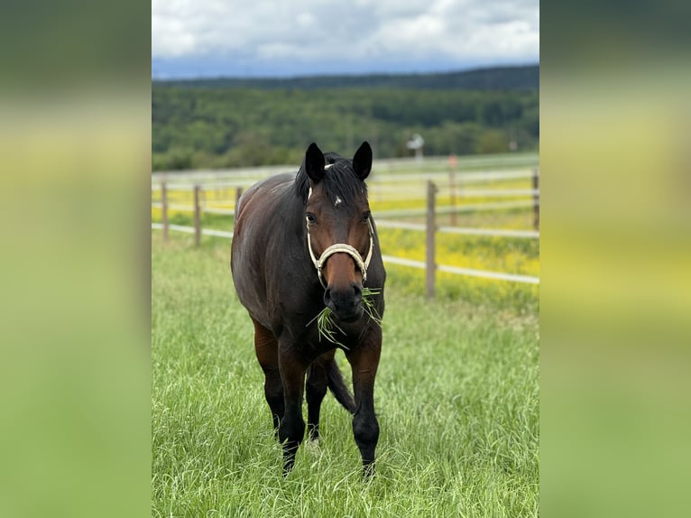 Westfale Stute 12 Jahre 177 cm Dunkelbrauner in Wernau