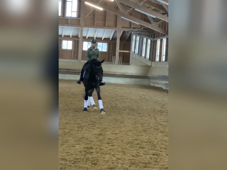 Westfale Stute 12 Jahre 177 cm Dunkelbrauner in Wernau