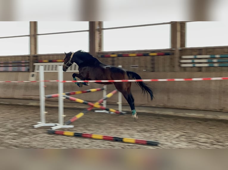 Westfale Stute 12 Jahre 177 cm Dunkelbrauner in Wernau
