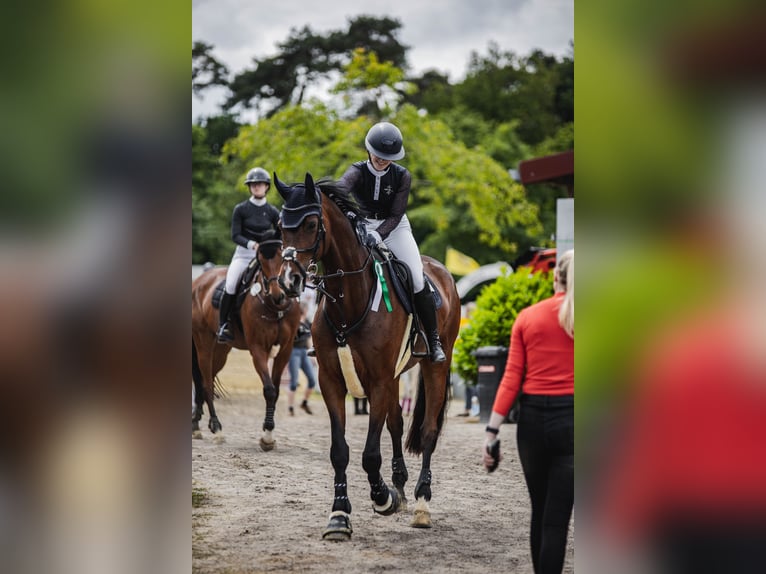 Westfale Stute 12 Jahre 180 cm Brauner in Schöppingen