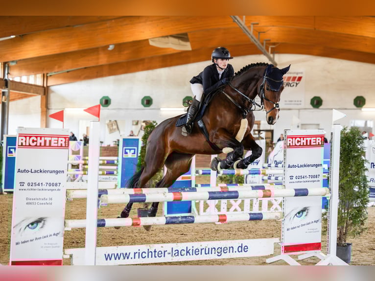 Westfale Stute 12 Jahre 180 cm Brauner in Schöppingen
