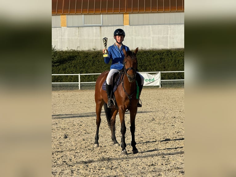 Westfale Stute 13 Jahre 161 cm Brauner in Neuzelle