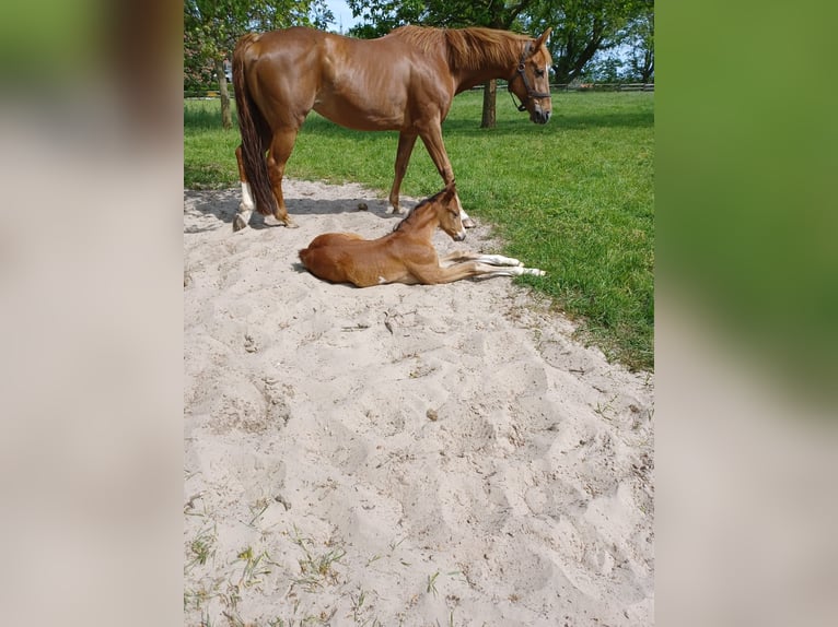 Westfale Stute 13 Jahre 162 cm Fuchs in Velen