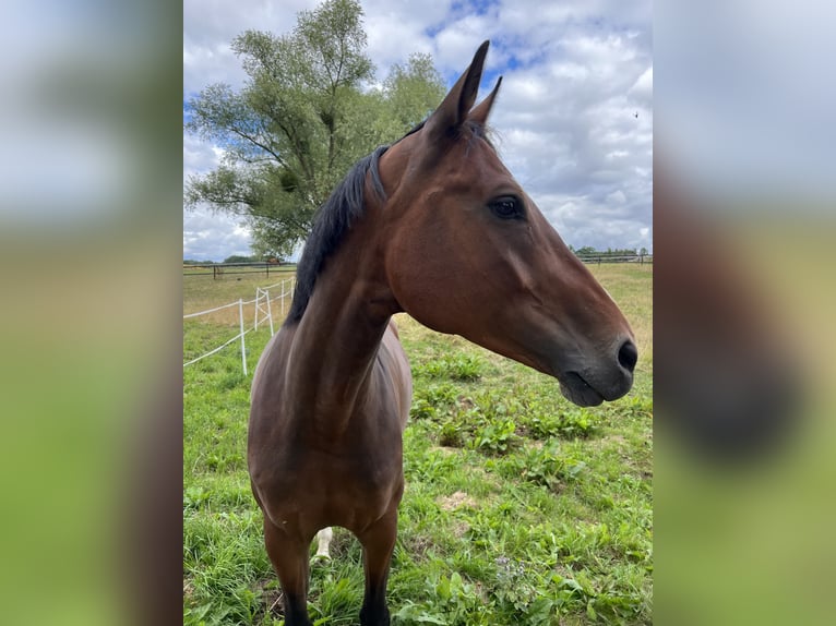 Westfale Stute 13 Jahre 163 cm Brauner in PSARY