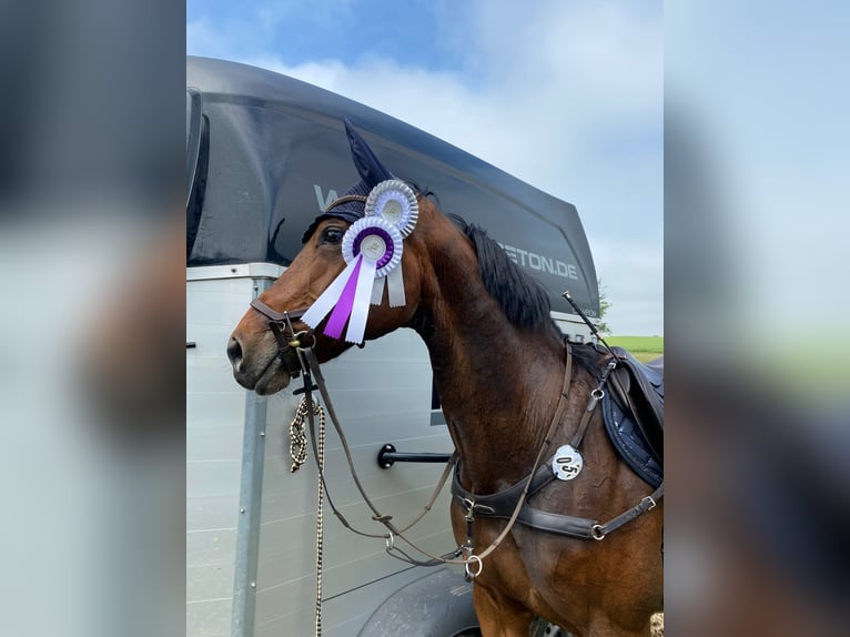 Westfale Stute 13 Jahre 163 cm Brauner in Pulheim