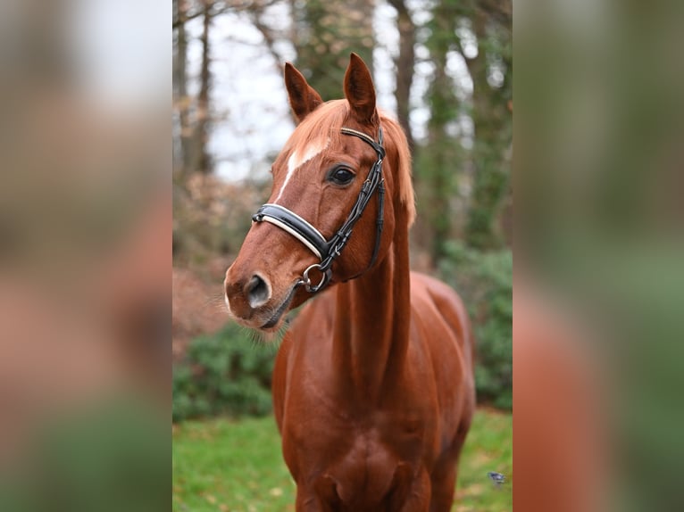 Westfale Stute 13 Jahre 163 cm Fuchs in Essen (Oldenburg)