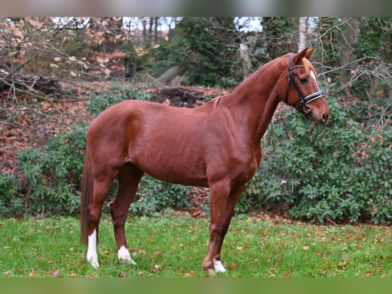 Westfale Stute 13 Jahre 163 cm Fuchs in Essen (Oldenburg)