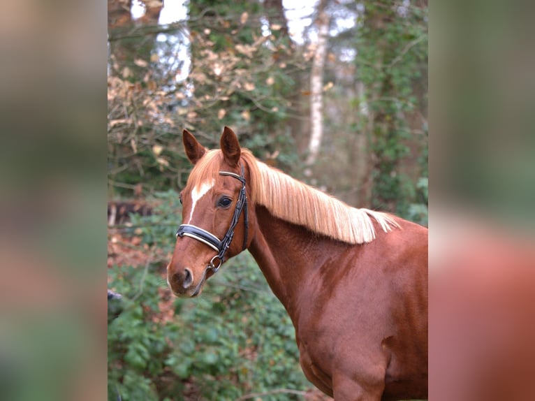Westfale Stute 13 Jahre 163 cm Fuchs in Essen (Oldenburg)