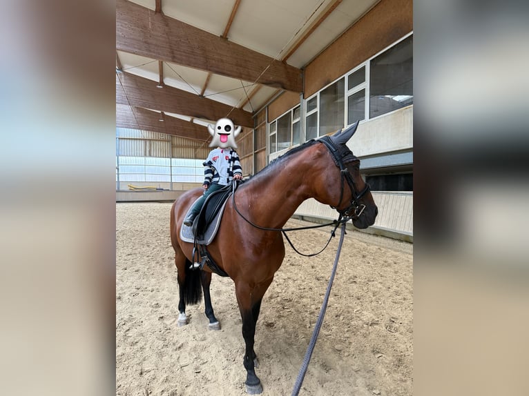 Westfale Stute 13 Jahre 164 cm Brauner in Issum