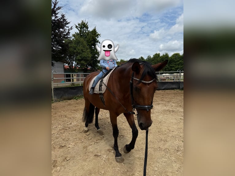 Westfale Stute 13 Jahre 164 cm Brauner in Issum