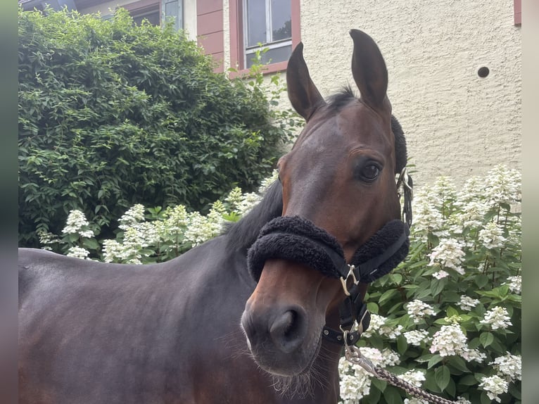 Westfale Stute 13 Jahre 164 cm Brauner in Darmstadt