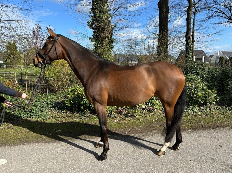 Westfale Stute 13 Jahre 164 cm Brauner in Gütersloh