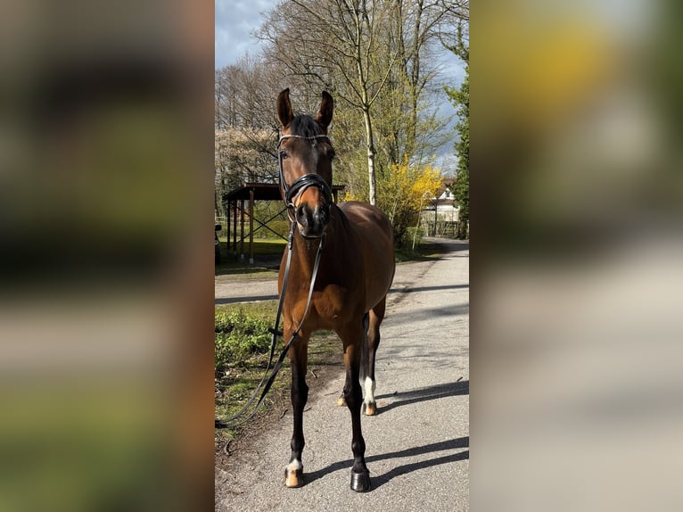 Westfale Stute 13 Jahre 164 cm Brauner in Gütersloh
