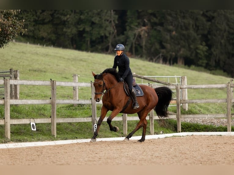 Westfale Stute 13 Jahre 165 cm Brauner in Hinteregg